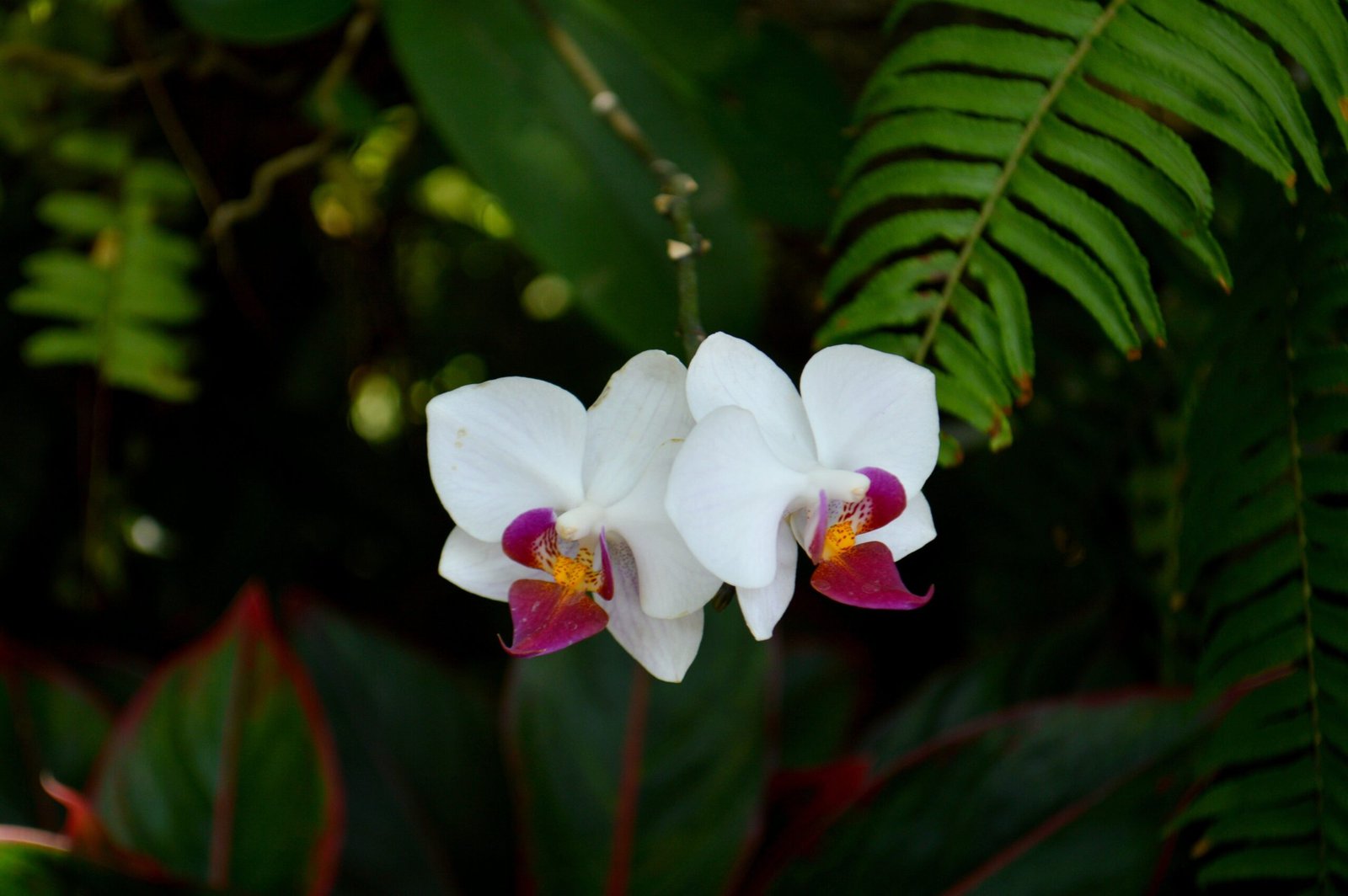 orquideas